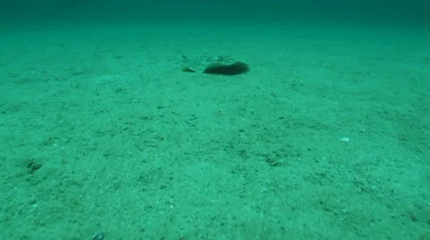 Stingrays from the Sea of Cortez, Mexico. Stock Footage 24295555