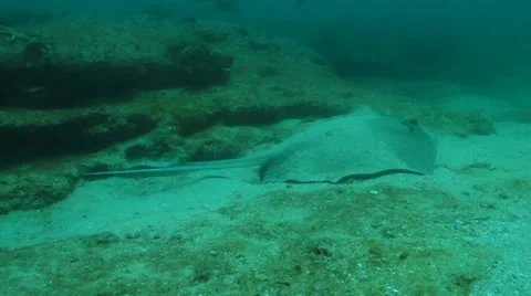 Stingrays from the Sea of Cortez, Mexico. Stock Footage 24311933