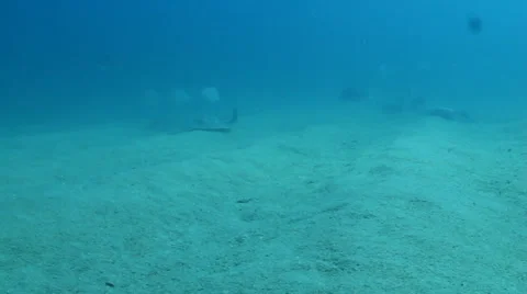 Stingrays from the Sea of Cortez, Mexico. Stock Footage 24342494