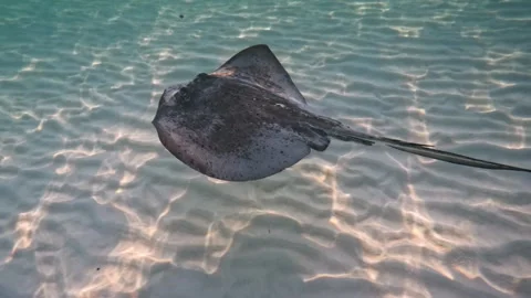 Stingrays in a shallow bay Stock Footage 296238232