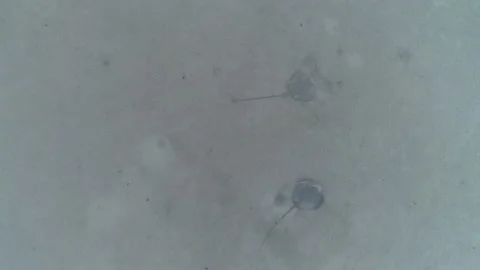 Stingrays in the shallows Stock Footage 148327020