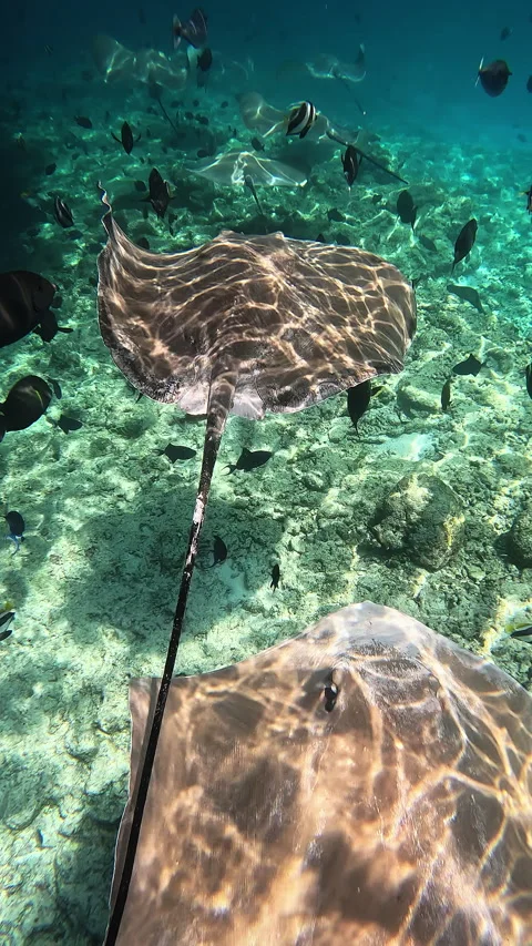 Stingrays swim along the bottom of the Indian Ocean 库存影片 286374733