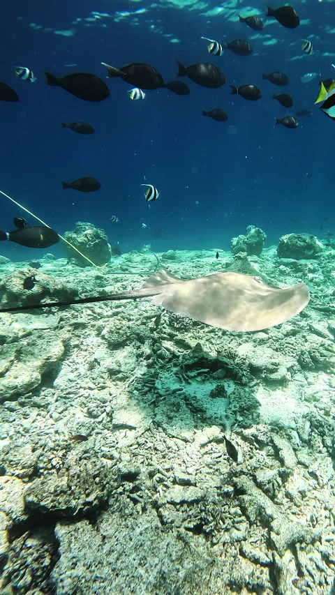 Stingrays swim along the bottom of the Indian Ocean Vídeo Stock 286374841