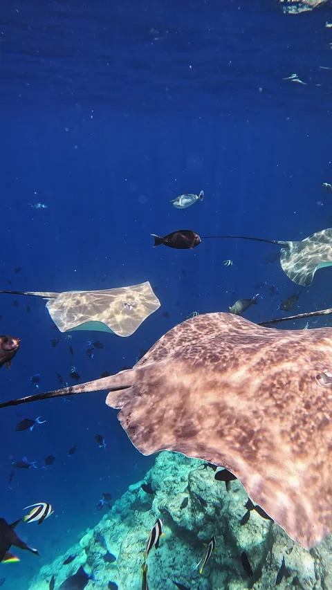 Stingrays swim along the bottom of the Indian Ocean Vídeo Stock 286374891