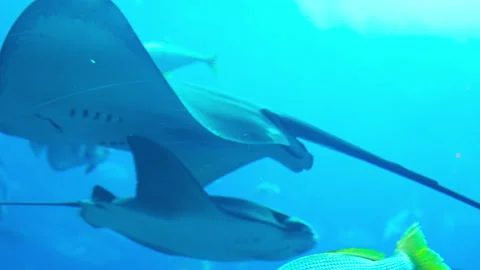 Stingrays swim in the aquarium Vídeos de archivo 164104464