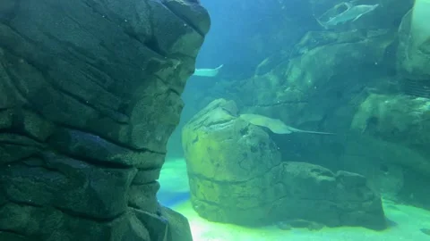 Stingrays swim between rocks in a large aquarium Stock Footage 251753601