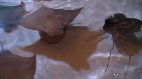 Stingrays swim in a shallow pool - silent - seen from above Stock Footage 40728162