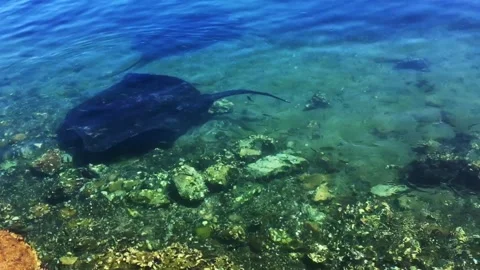 Stingrays swimming 44 seconds Stock Footage 149804285