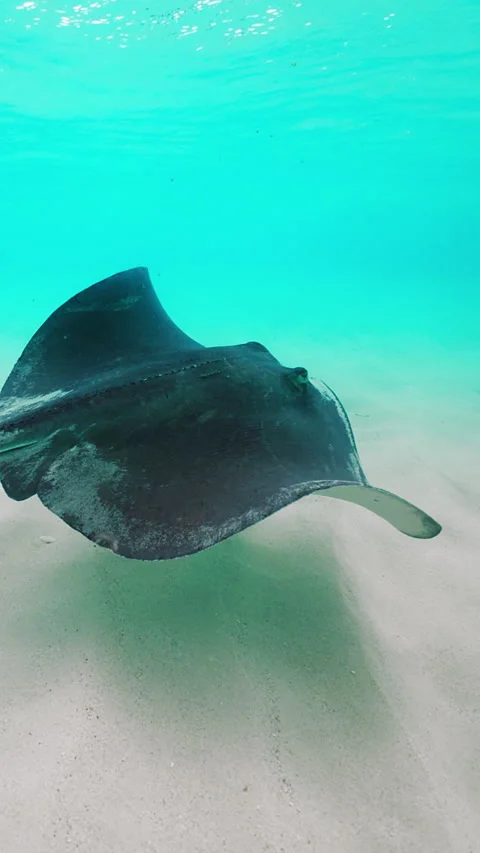 Stingrays Swimming in the Crystal Clear Waters of Cayman Islands Stock Footage 317336517
