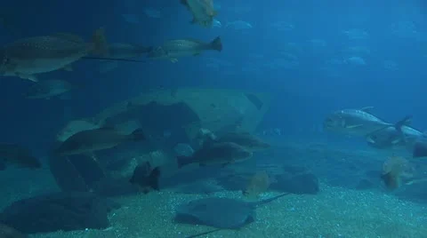 Stingrays swimming with fish Stock Footage 12225816