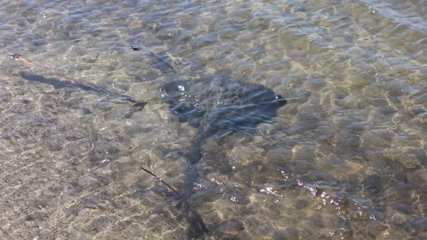 Stingrays swimming in group in shallow water Stock Footage 281812418