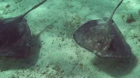 Stingrays swimming over seabed Stock Footage 57814300