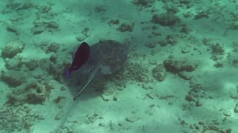 Stingrays swimming over seabed Stock Footage 57814741
