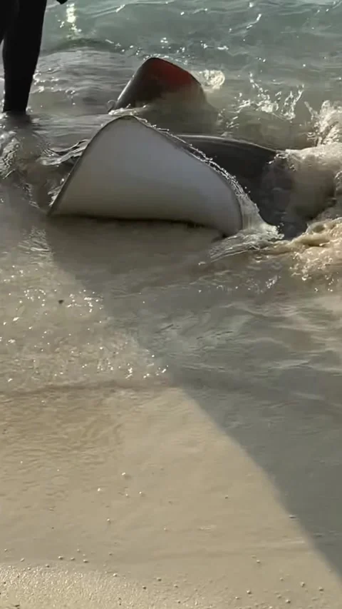 Stingrays swimming in shallow clear water on beach vertical 9:16 库存影片 344699800