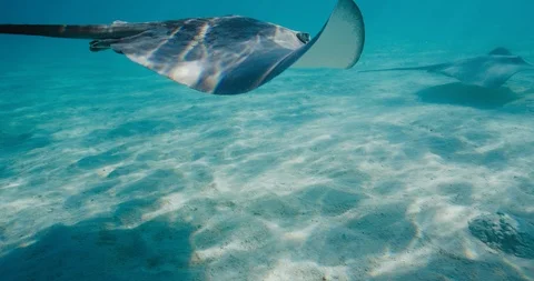 Stingrays swimming underwater Stock Footage 115822990