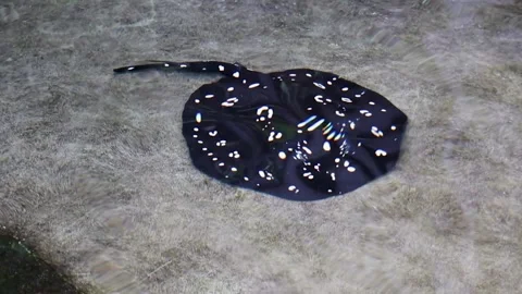 Stingrays swimming in the water Stock Footage 239035279