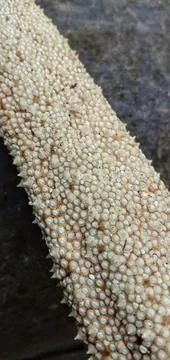 The stingray's tail has hardened and dried out Photos