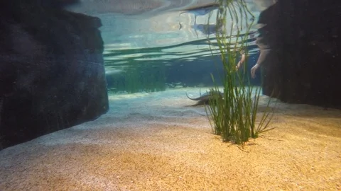 Stingrays in touch tank, 4K Stock Footage 88640848