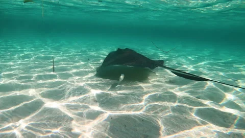 Stingrays under water in grand cayman Stock Footage 268496571