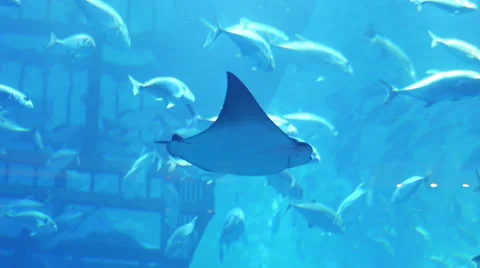 Stingrays underwater Stock Footage 36962857
