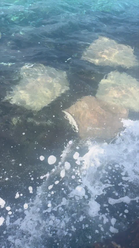 Stingsrays in the water in maldives Stock Footage 305274780