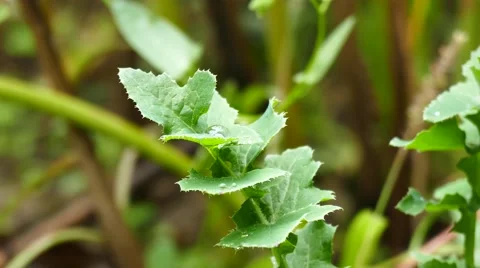Stingy Nettle Plant Stock Footage 58687838