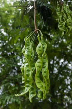 Stink beans Stock Photos