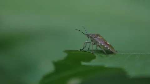 Stink Beetle Stock Footage 89735371
