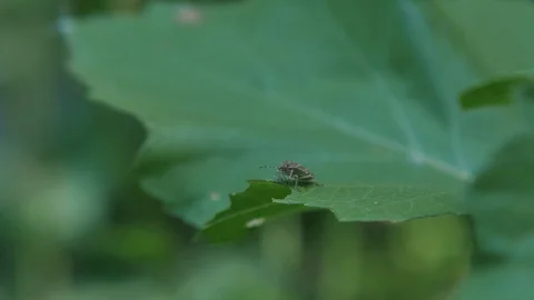 Stink Beetle Stock Footage 89735427