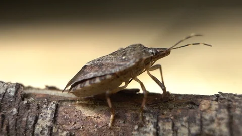 Stink Bug-01-Stationary Stock Footage 95728403