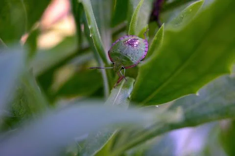 Stink bug 02 Foto stock