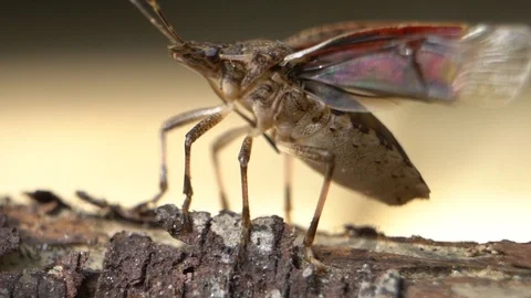 Stink Bug-03-Fly Away - Stink Bug Flies Off 스톡 동영상 95728394