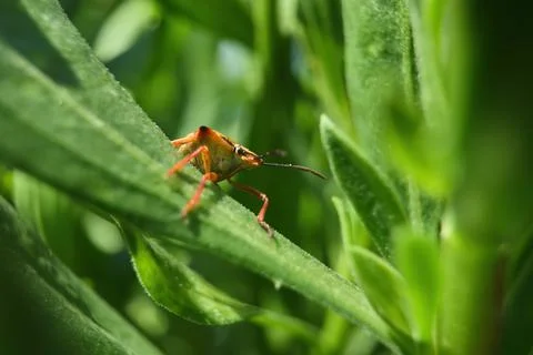 Stink bug 03 Foto stock