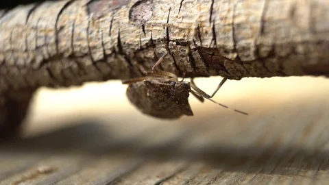 Stink Bug-05-Under Stick Crawl Stock Footage 95731003