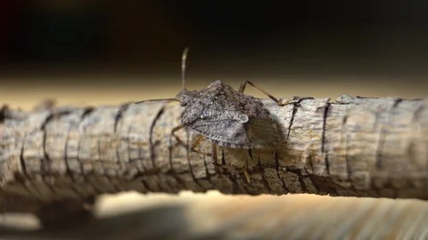 Stink Bug-06-Top Back-Stick Side Crawl Stock Footage 95731038