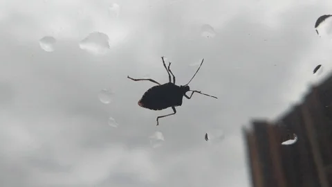 Stink Bug 3 Stock Footage 122960473