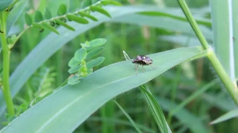 Stink Bug _footage_hd.mov Stockbeeldmateriaal 12291333
