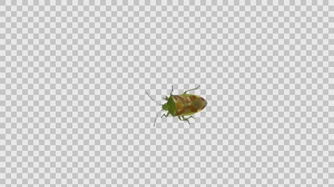 Stink bug with alpha channel Stock Footage 66322077