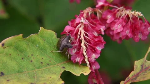 Stink bug &amp; Asiatic knotweed fruit Stock Footage 83370396