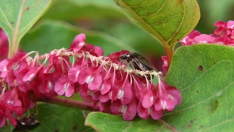 Stink bug &amp; Asiatic knotweed fruit Stock Footage 83370399