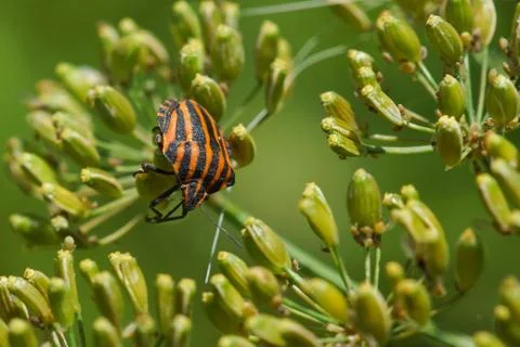 Stink bug bar or Graphosoma striped (lat: Graphosoma lineatum) is a bug from  Stock Photos