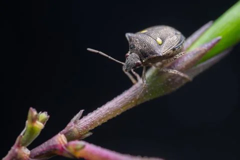 Stink Bug on Branch Stock Photos