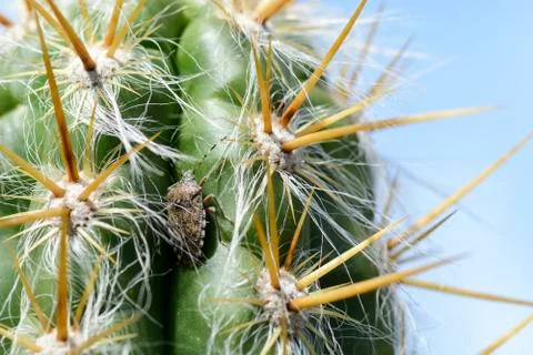 Stink bug on a cactus , close up of a bug. Stock Photos