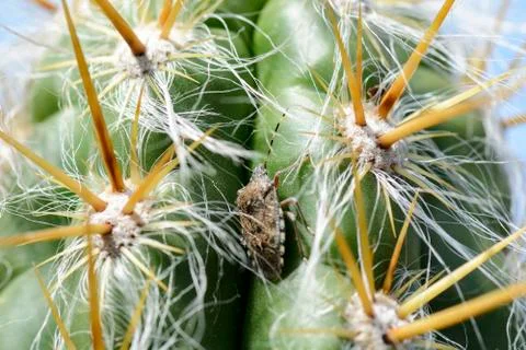 Stink bug on a cactus , close up of a bug. Stock Photos