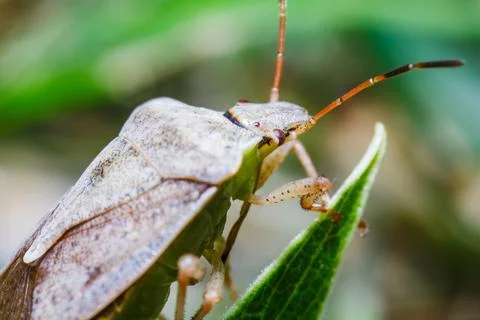 Stink Bug Climbing Insect Macro Nature Stock Photos