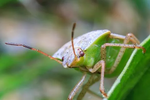 Stink Bug Climbing Insect Macro Nature Stock Photos