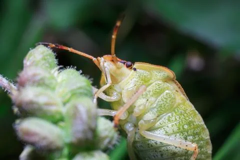Stink Bug Climbing Insect Macro Nature Stock Photos