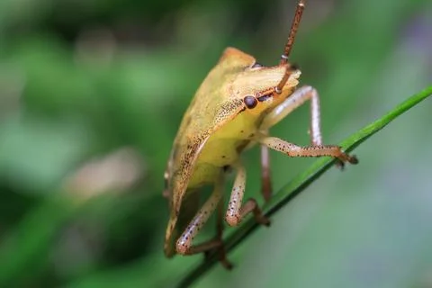 Stink Bug Climbing Insect Macro Nature Stock Photos