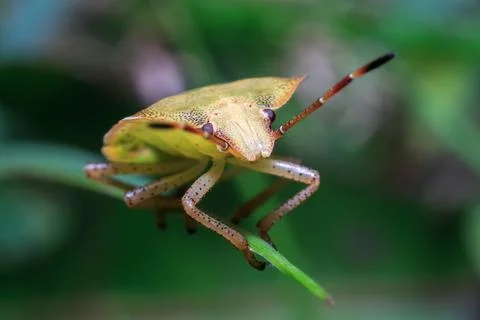 Stink Bug Climbing Insect Macro Nature Stock Photos