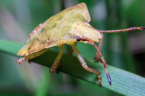 Stink Bug Climbing Insect Macro Nature Stock Photos